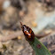 Flea Leaf Beetle
