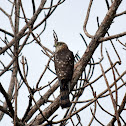 Juvenile Cooper's Hawk