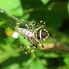 Silver Argiope with wasp