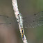 Blue Dasher