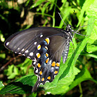 Spicebush Swallowtail