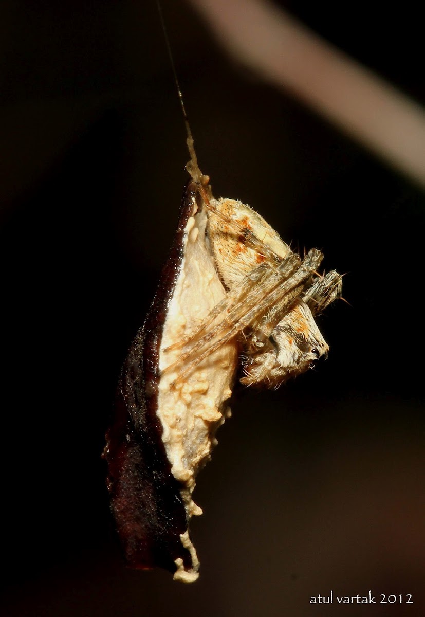 Dome Headed Lynx Spider