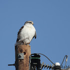 Ferruginous Hawk