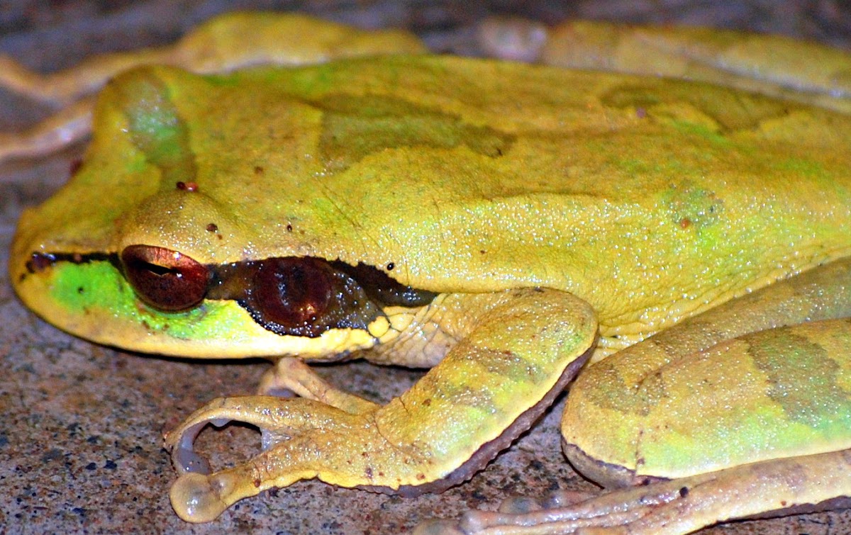 Masked tree frog