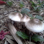 uncertain mushroom