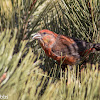 Red Crossbill