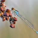 Small Red-Eyed Damselfly