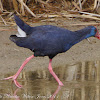 Purple Gallinule