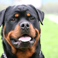 bela