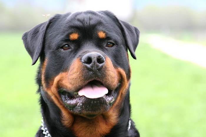 bela