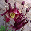 Aquilegia