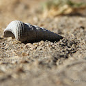 California Horn Snail