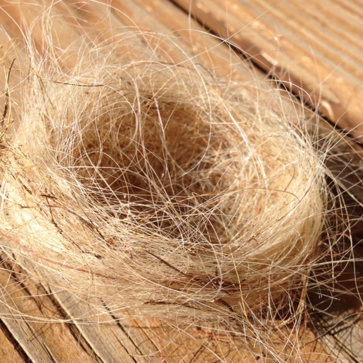 Bird nest