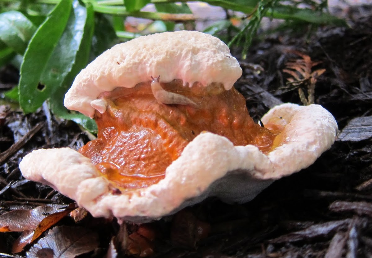 Bloody tooth mushroom