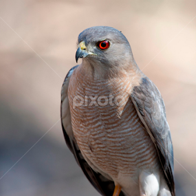 by Sanjay Nagaonkar - Animals Birds