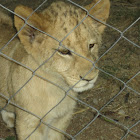 Lion (cubs)