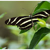 The Zebra Longwing or Zebra Heliconian