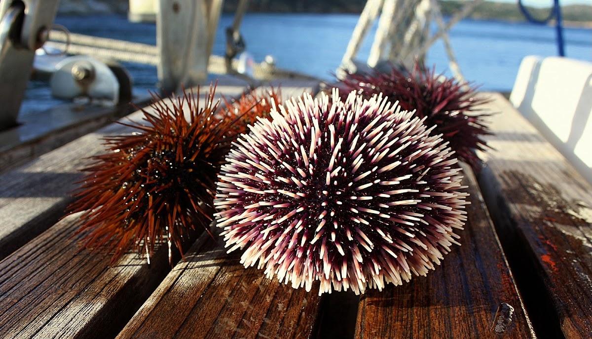 Sea urchins off the coast of Sardinia, Italy