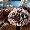 Sea urchins off the coast of Sardinia, Italy