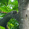 Himalayan Striped Squirrel