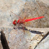 Scarlet Percher Dragonfly (male)