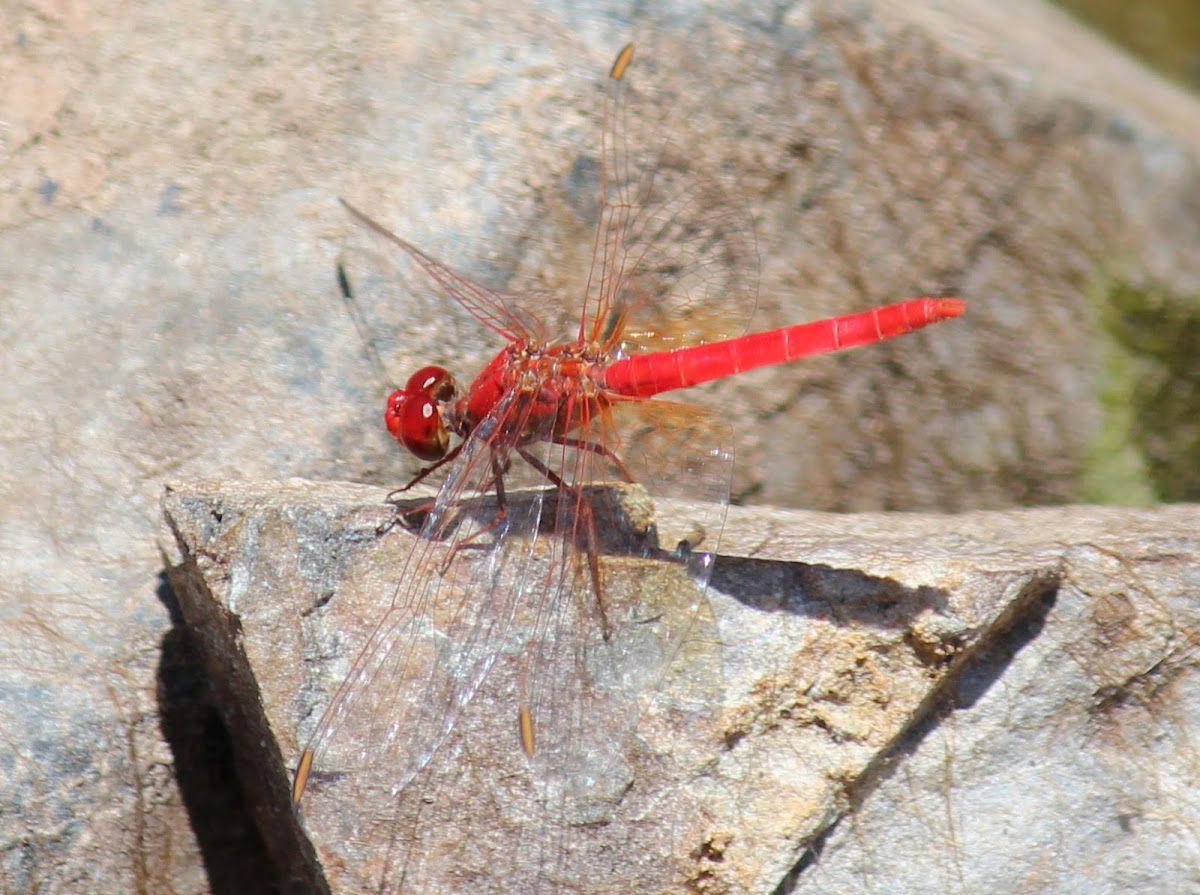 Scarlet Percher Dragonfly (male)