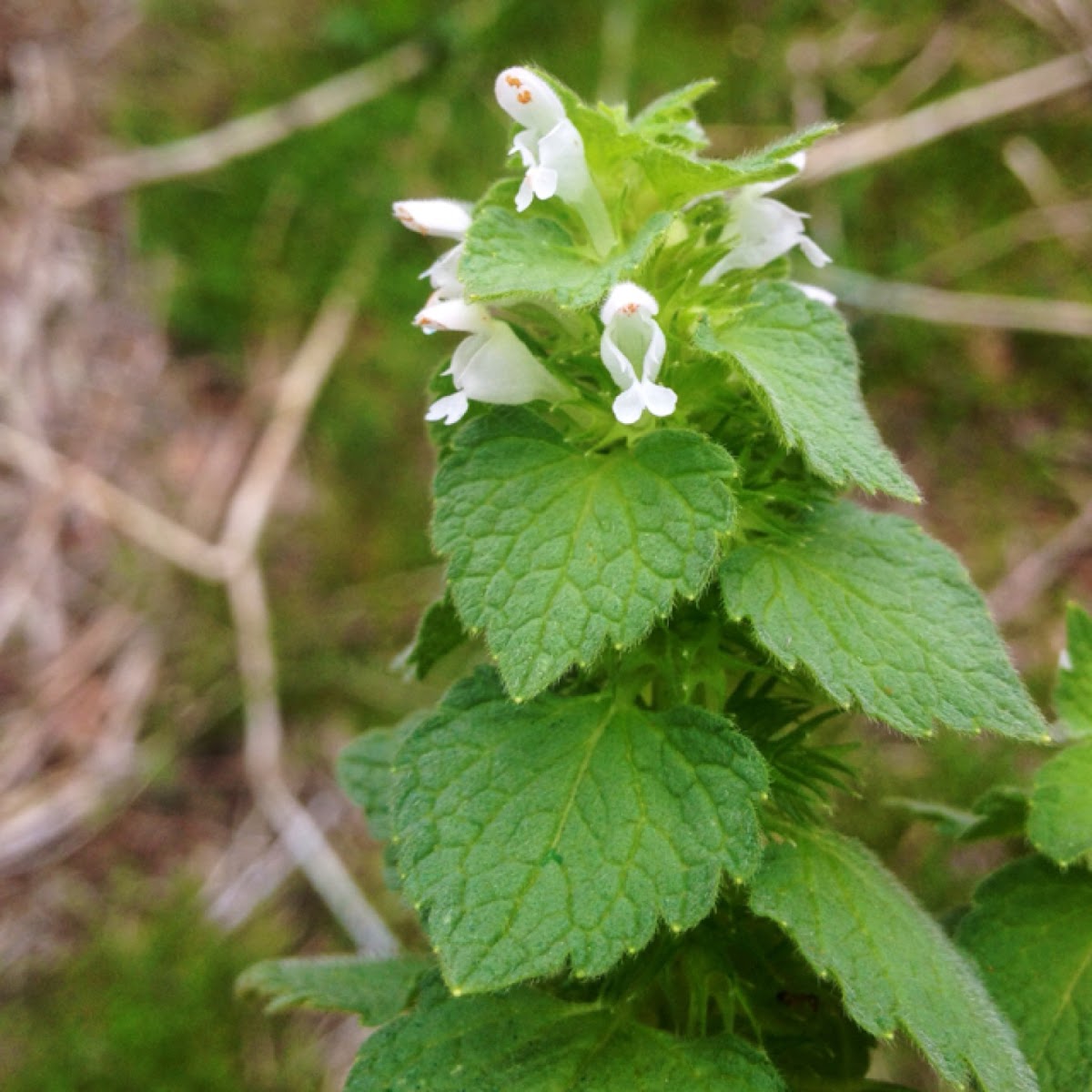 "Purple" Deadnettle