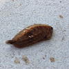 Asp caterpillar (flannel moth larva)