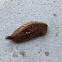 Asp caterpillar (flannel moth larva)