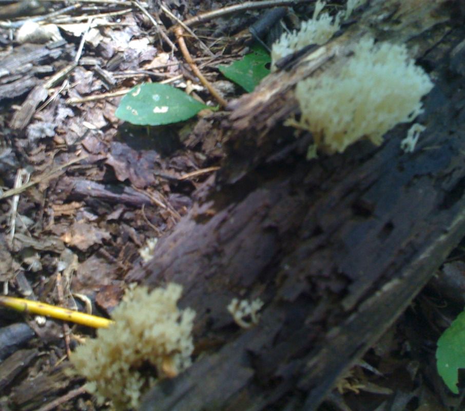 White fungi