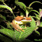 Mountain Hour glass Tree frog