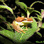 Mountain Hour glass Tree frog