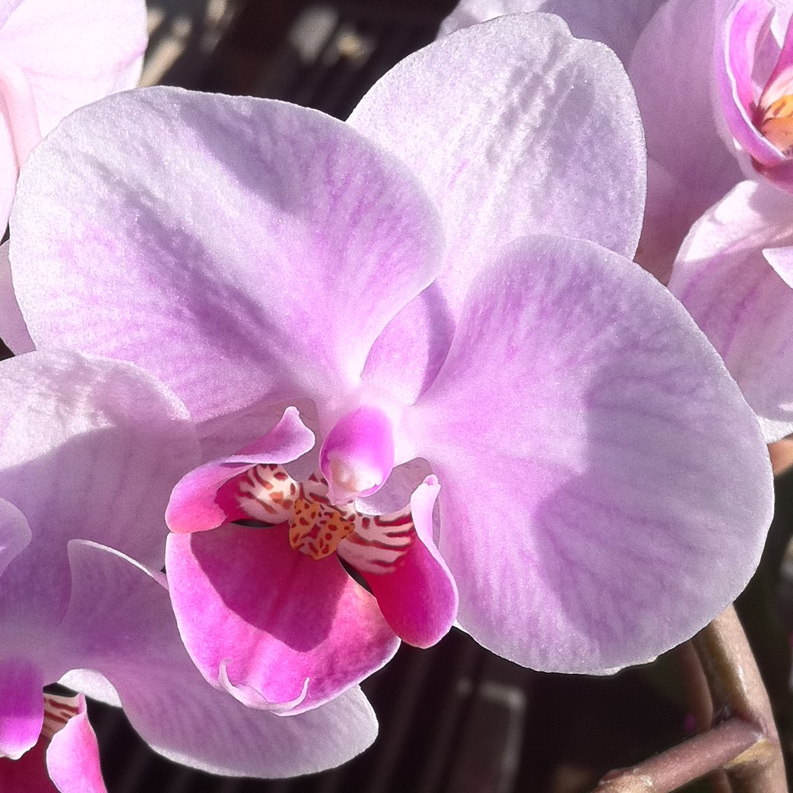 Moth orchid