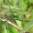 Odonata (Dragonflies) of the Southeast US