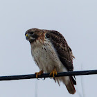 Red-tailed hawk