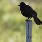 Red Winged Blackbird (Juvenile Male)