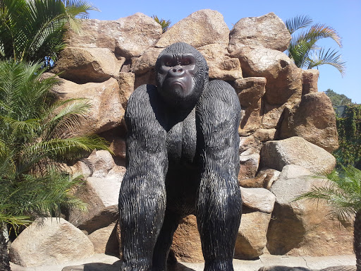 Black Gorila