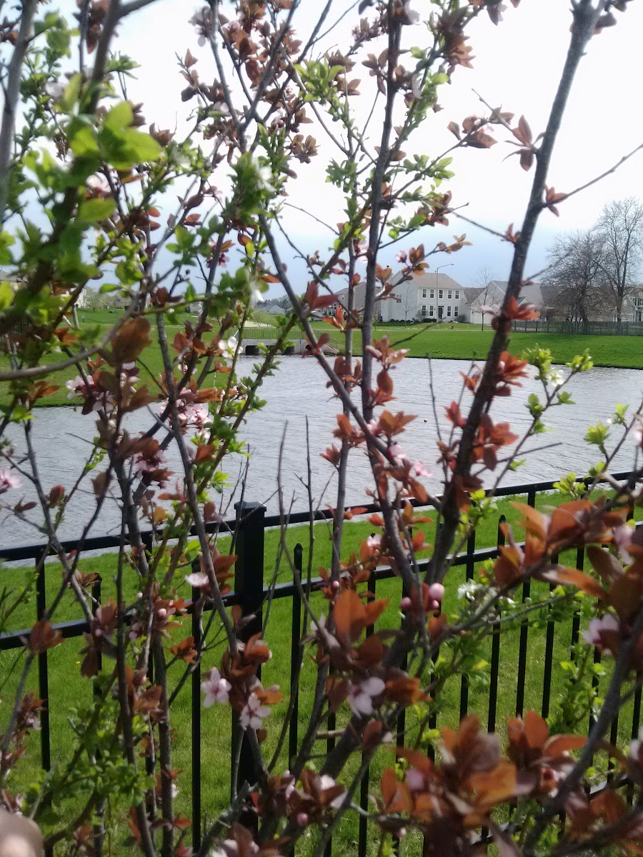 Flowering tree Project Noah