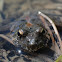 Northern Cricket Frog