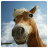 Monta caballo mobile app icon