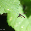 Syrphid Fly/Hoverfly