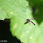 Syrphid Fly/Hoverfly