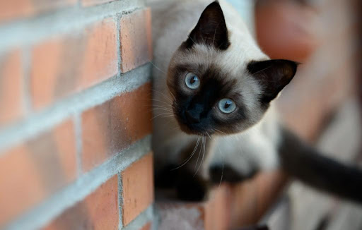 Siamese Cat Wallpapers HD