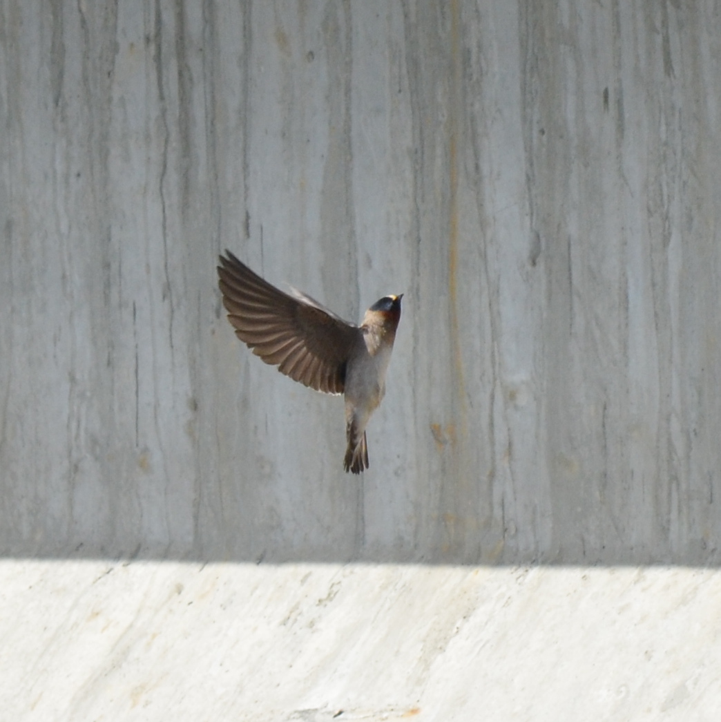 Cave swallow