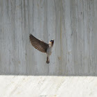 Cave swallow