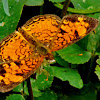 Pearly Crescentspot (Male)