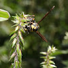 Potter Wasp