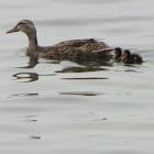 Mottled Duck & ducklings