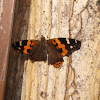 Asian Admiral or Indian Red Admiral