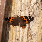 Asian Admiral or Indian Red Admiral